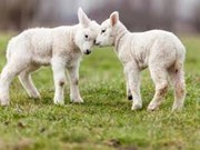 ମେଣ୍ଢା ବ୍ୟବାସ୍ୟା କରି ହୁଅନ୍ତୁ ଲାଭବାନ 