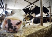 ଗୋପାଳନ :କେତେକ ଜରୁରୀ ତଥ୍ୟ !