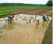 ରୁଆ ଧାନ ଚାଷ ପ୍ରଣାଳୀ :