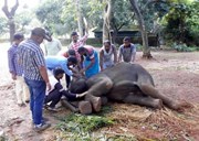 ନନ୍ଦନକାନନ ବ୍ୟାପୁଛି ହର୍ପିସ ରୋଗ ..