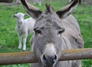 ଗାଈ ଦୁଗ୍ଧ ବଦଳରେ ଗଧ ଦୁଗ୍ଧ ର ଉପଯୋଗ ..