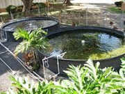 ଘରେ କରନ୍ତୁ ମାଛ ଚାଷ !