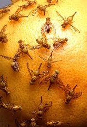 "ଜୈବିକ ଚାଷ ରେ ରୋଗ ପୋକ ର ଆକ୍ରମଣ ହୋଇଥାଏ ଲାଭଦାୟକ "!