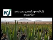 ଆଲୋ ଭେରା (ଘୀ କୁଆଁରୀ ) ଚାଷ କିପରି ଆରମ୍ଭ କରିବେ 