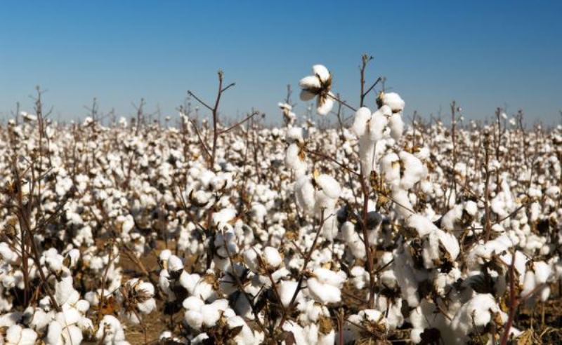 Cotton Production