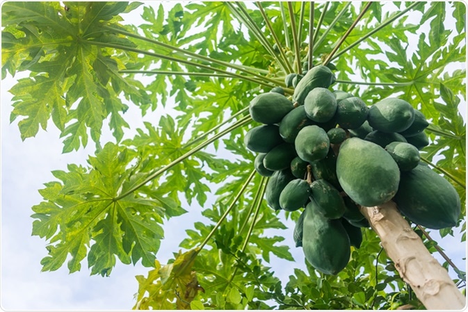 Papaya Benefits