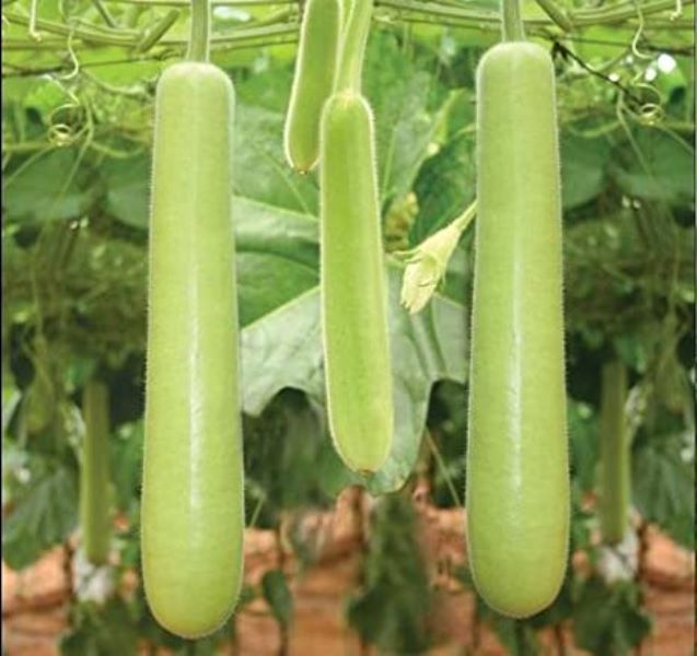 Bottle Gourd Framing