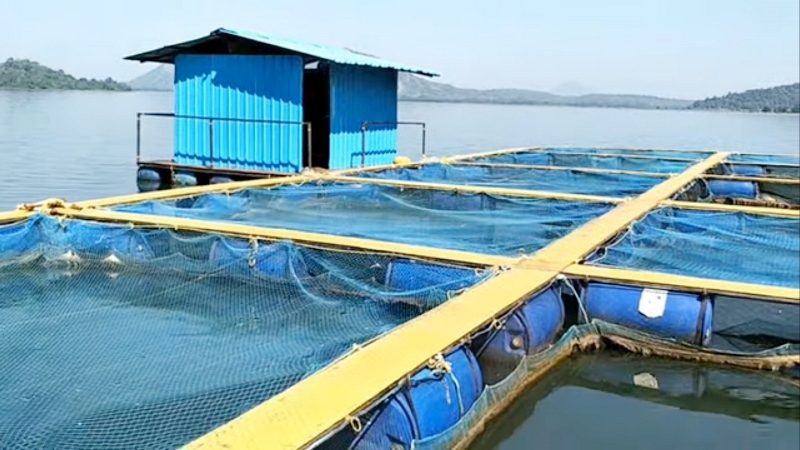 Cage Culture Fish Farming