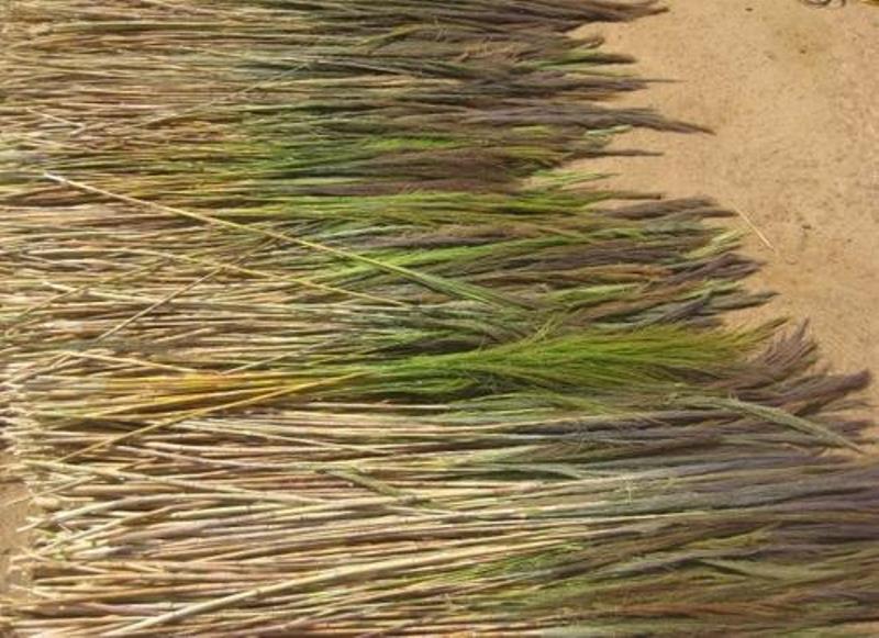 Broom Grass Cultivation