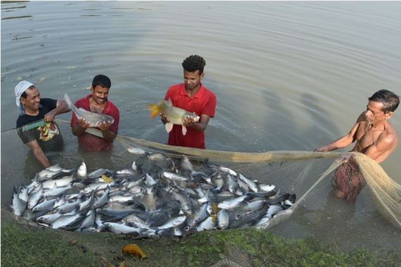 Fisheries Farming