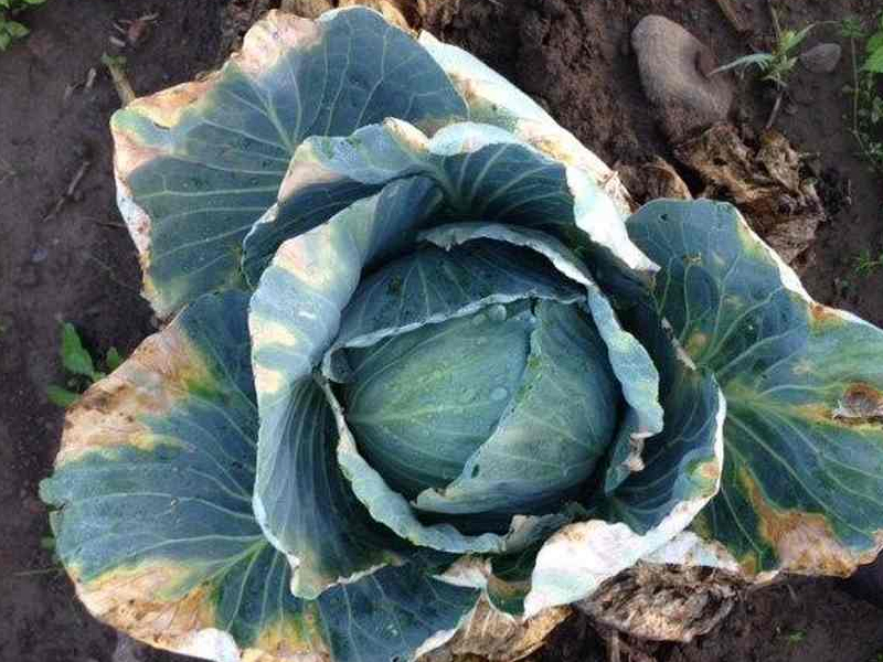 Cabbage Disease