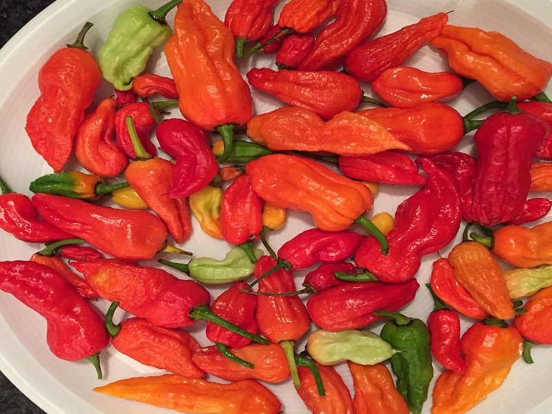 Spicy Chilli Bhoot Jolkia
