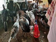 ଟର୍କି କୁକୁଡା ଫାର୍ମ ବ୍ୟବସାୟ କରି ଚର୍ଚ୍ଚାରେ ମାଲକାନଗିରିର ବୈକୁଣ୍ଠ ବୈରାଗୀ