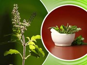 ବାଡ଼ିରେ ଲଗାନ୍ତୁ ତୁଳସୀ ଗଛ