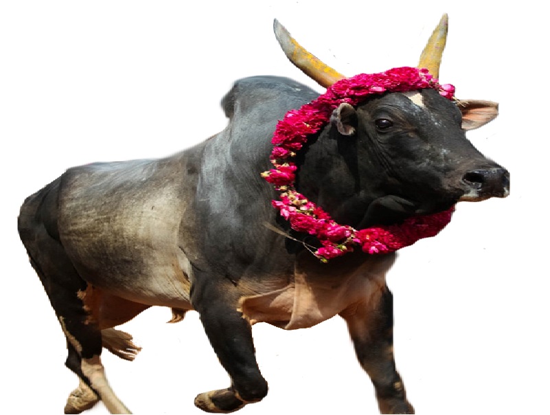 Bull of Jallikattu
