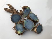 କ୍ୟାନସର୍ ଓ ଆସ୍ଥମା ଦୂର କରିବ କଳା ହଳଦୀ