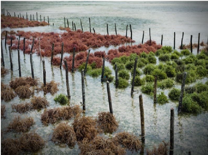 Seaweeds Farming in Odisha