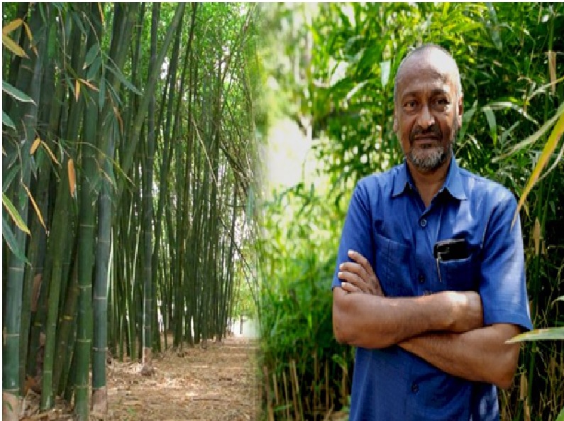 Bamboo farmer of Odisha