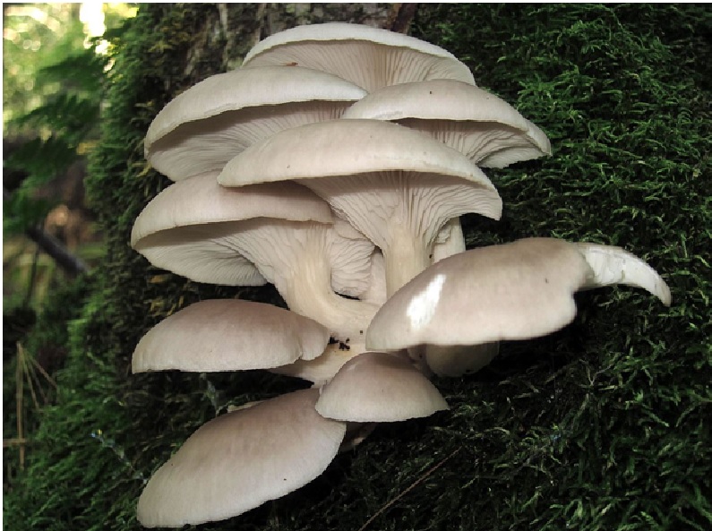 Mushroom farming in Odisha