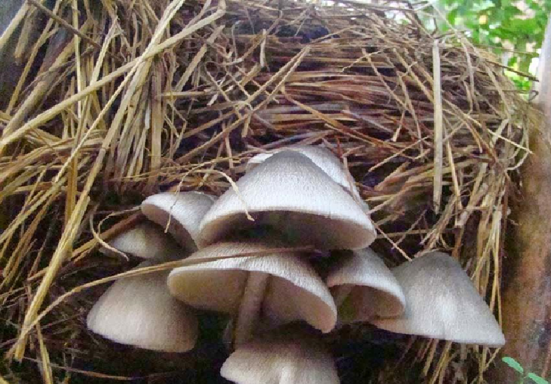 Commercial Mushroom Cultivation