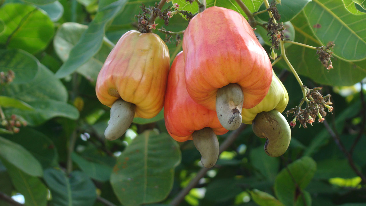 Cashew Cultivation