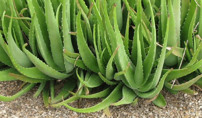 Aloe Vera Farming