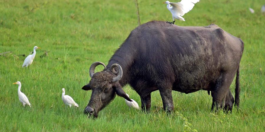 Buffallo Diseases in Summer