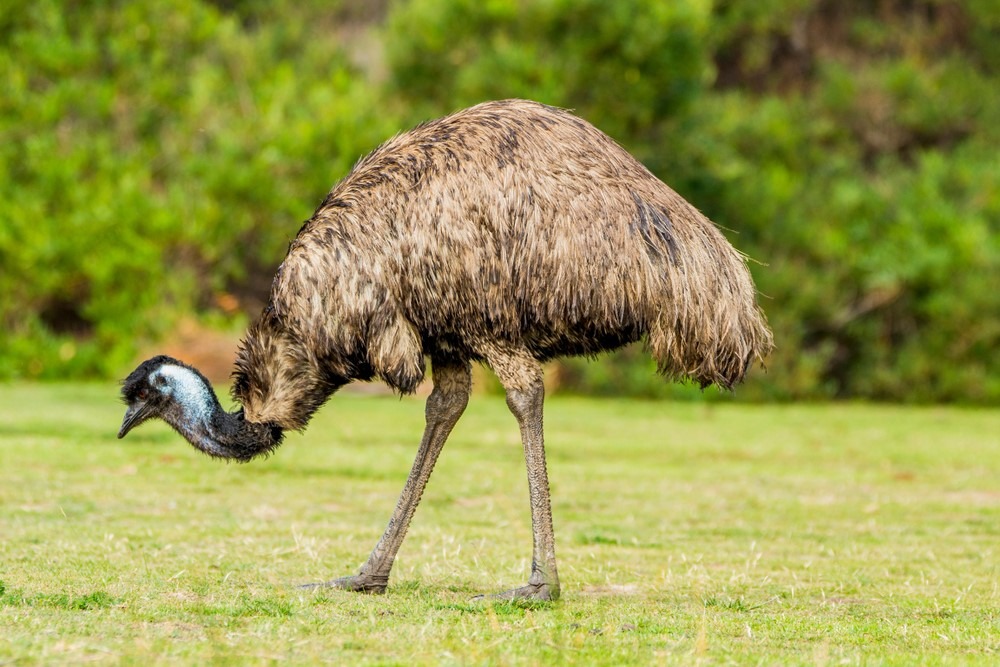 Tasty Meat of Emu