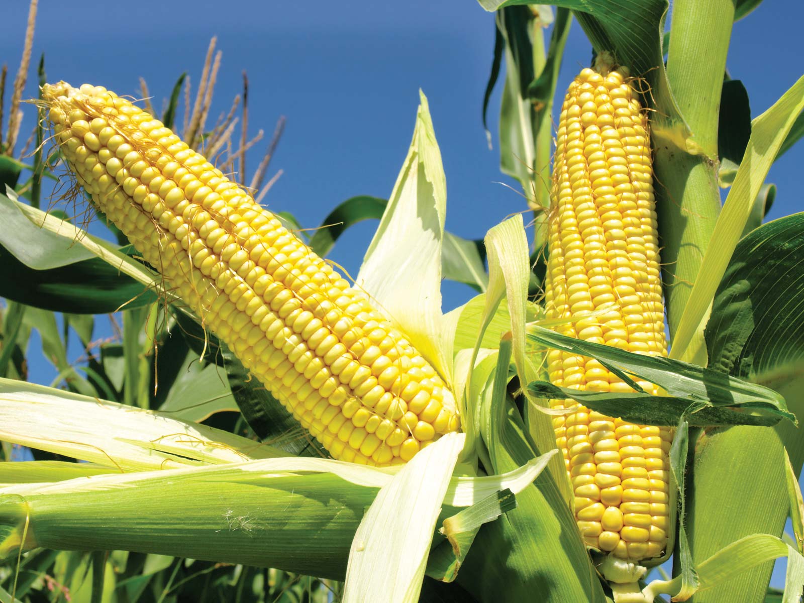 Control of Insects in Corn