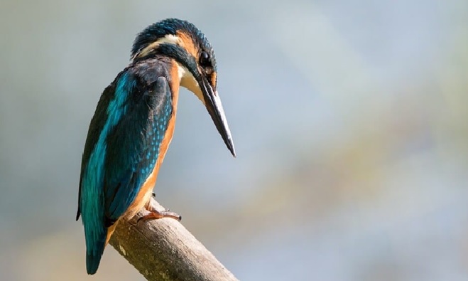 Bird Census in Kaziranga