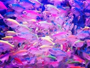 ରଙ୍ଗୀନ୍ ମାଛର ବେପାର 