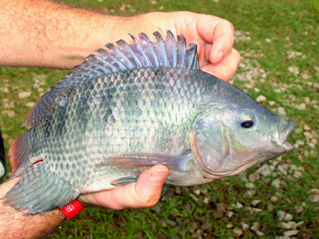 Tilapia Fish