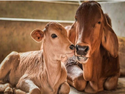 ପଶୁପାଳନର ଉନ୍ନତି ନିମନ୍ତେ ଏହି ଯୋଜନାଗୁଡ଼ିକ ରହିଛି, ଆପଣ ଜାଣି ରଖନ୍ତୁ !!