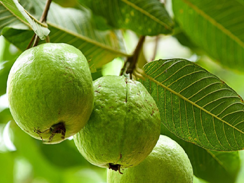 Guava Farming