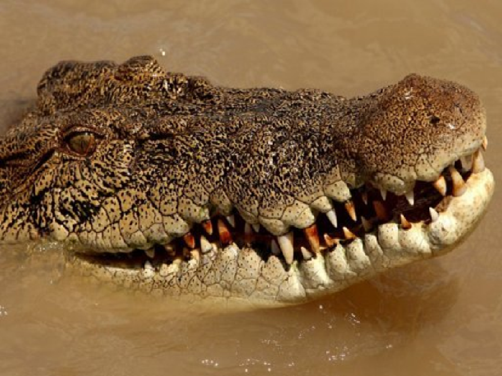 Crocodile