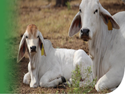 IVF କ୍ଷେତ୍ରରେ ବିହାର ଆନିମଲ୍ ୟୁନିଭର୍ସିଟିର ସଫଳତା  