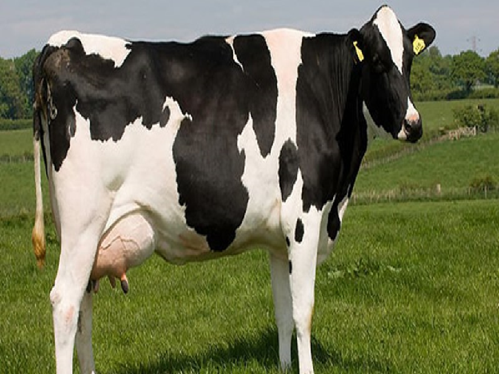 Cow