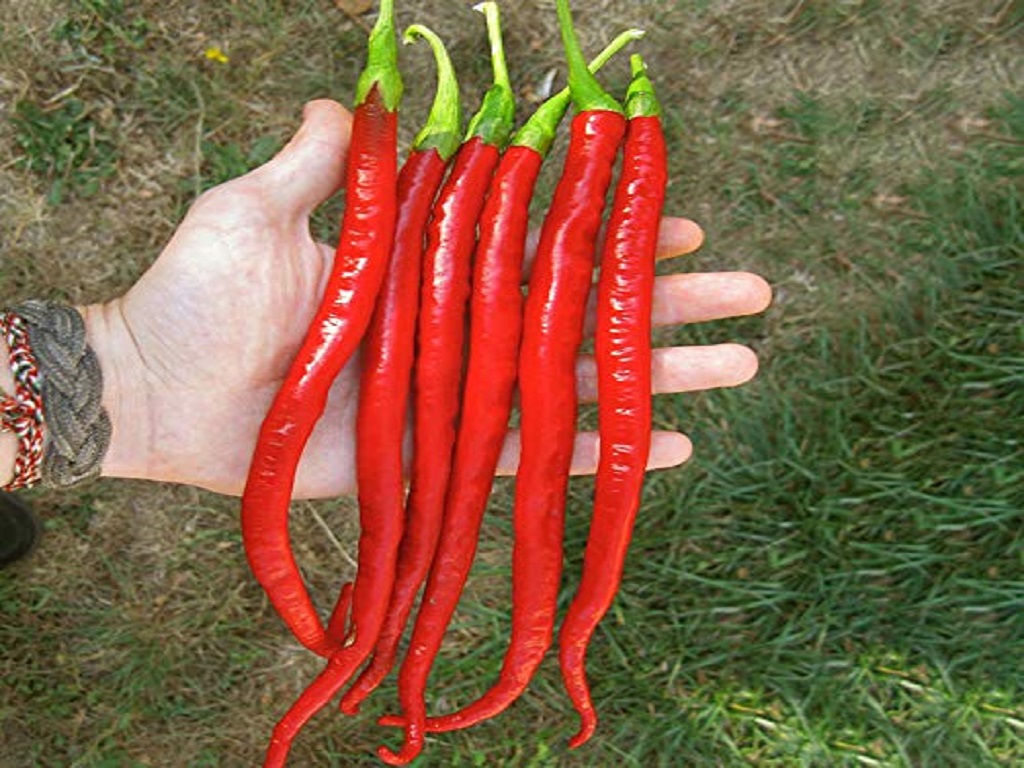 Hybrid Chilli