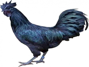 କଡ଼କନାଥ କୁକୁଡ଼ା ବିଷୟରେ ବିଶେଷ ସୂଚନା, ଆପଣ ଜାଣନ୍ତୁ !!