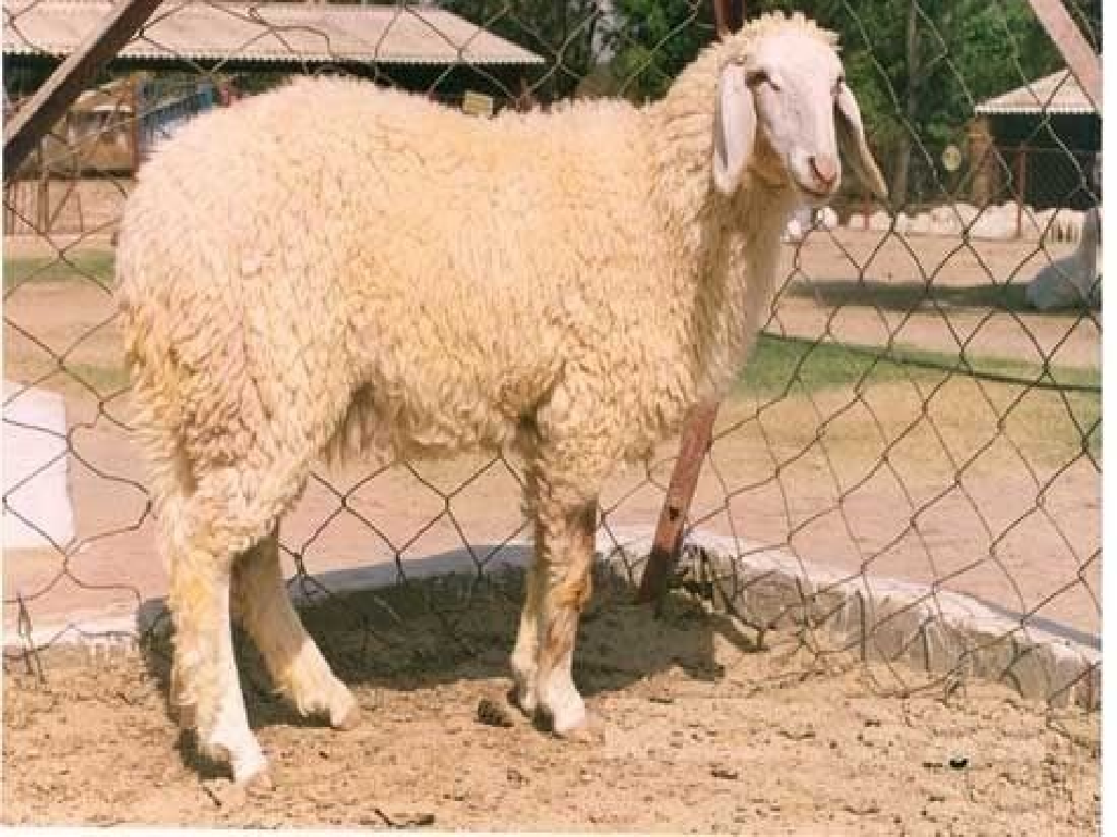 Harnali Sheep