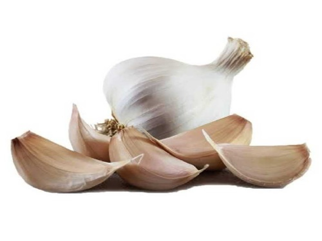 Garlic