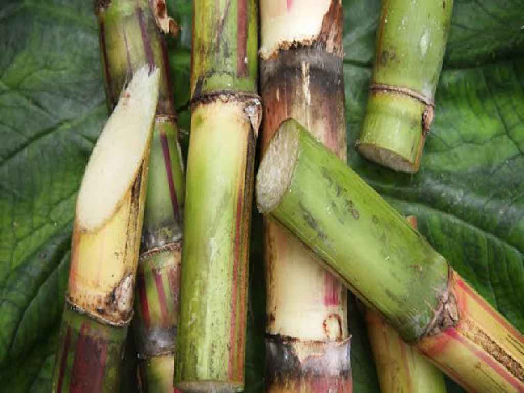 Sugarcane