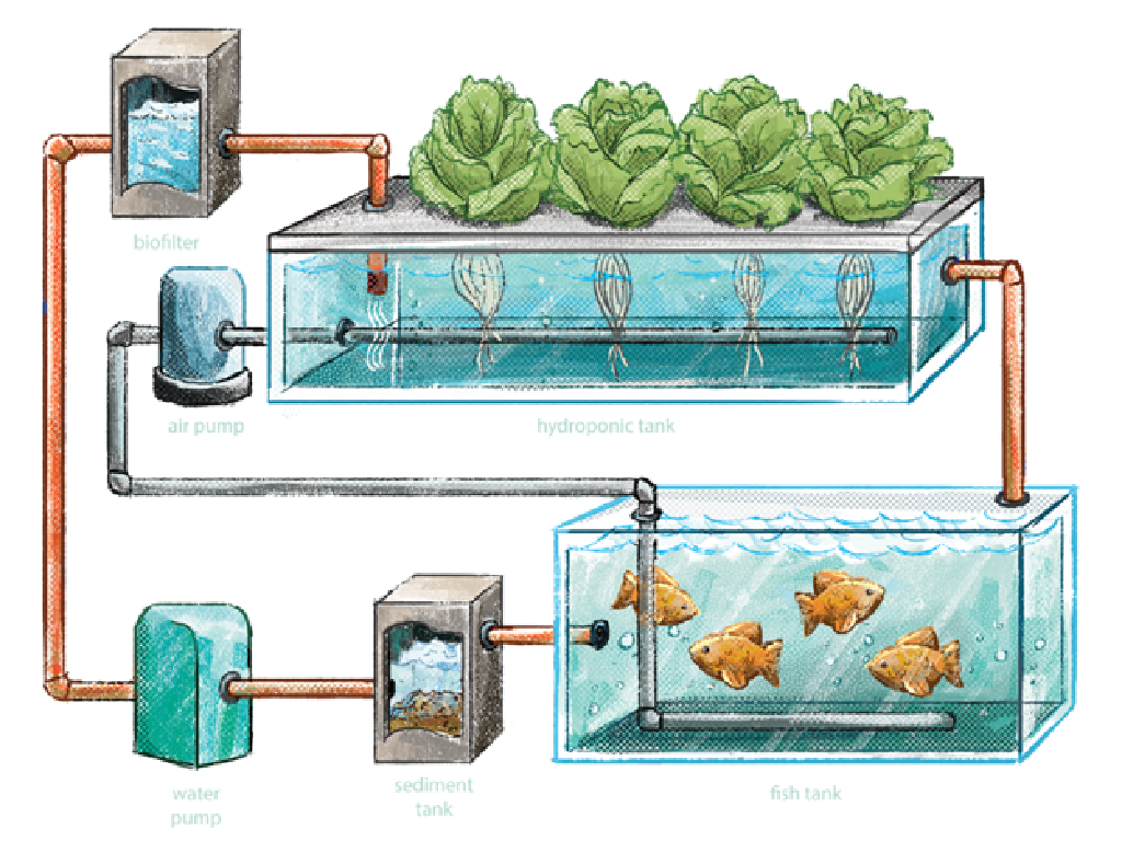 Aquaponics