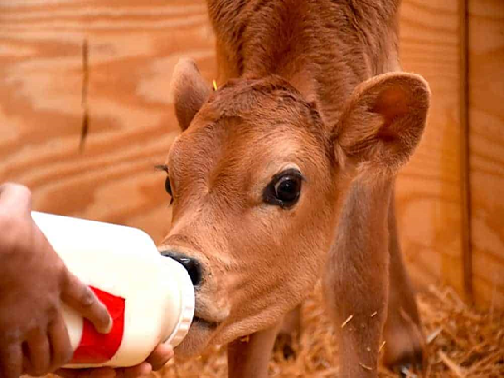 Cattle Feeds