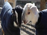 ଶୀତ ଋତୁରେ ଗୃହପାଳିତ ପଶୁ ପକ୍ଷୀମାନଙ୍କର ଯତ୍ନ ବିଷୟରେ ଜାଣନ୍ତୁ