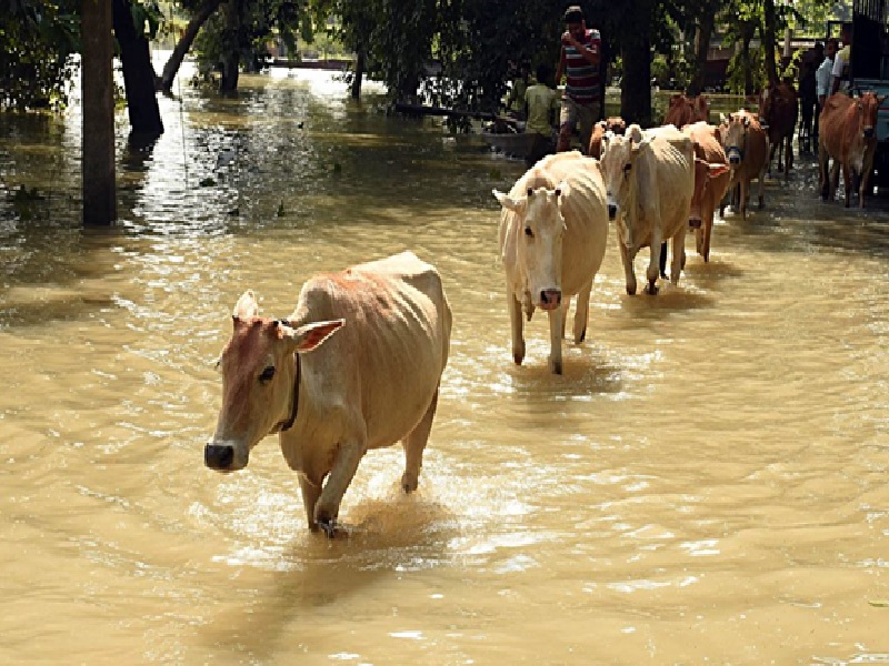 Livestock in Flood Area