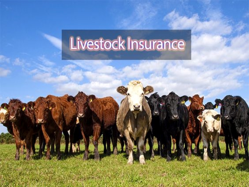 Cattle Insurance