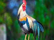 ସୁସ୍ଥ ଏବଂ ଅସୁସ୍ଥ କୁକୁଡ଼ାମାନଙ୍କୁ କିପରି ଜାଣିବା ? ?   