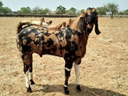 ଏହି ଦୁଇ ପ୍ରଜାତିର ଛେଳି ପାଳନ କରି ହୁଅନ୍ତୁ ଅଧିକ ଲାଭବାନ, ଜାଣନ୍ତୁ ଏମାନଙ୍କ ବିଷୟରେ !!  