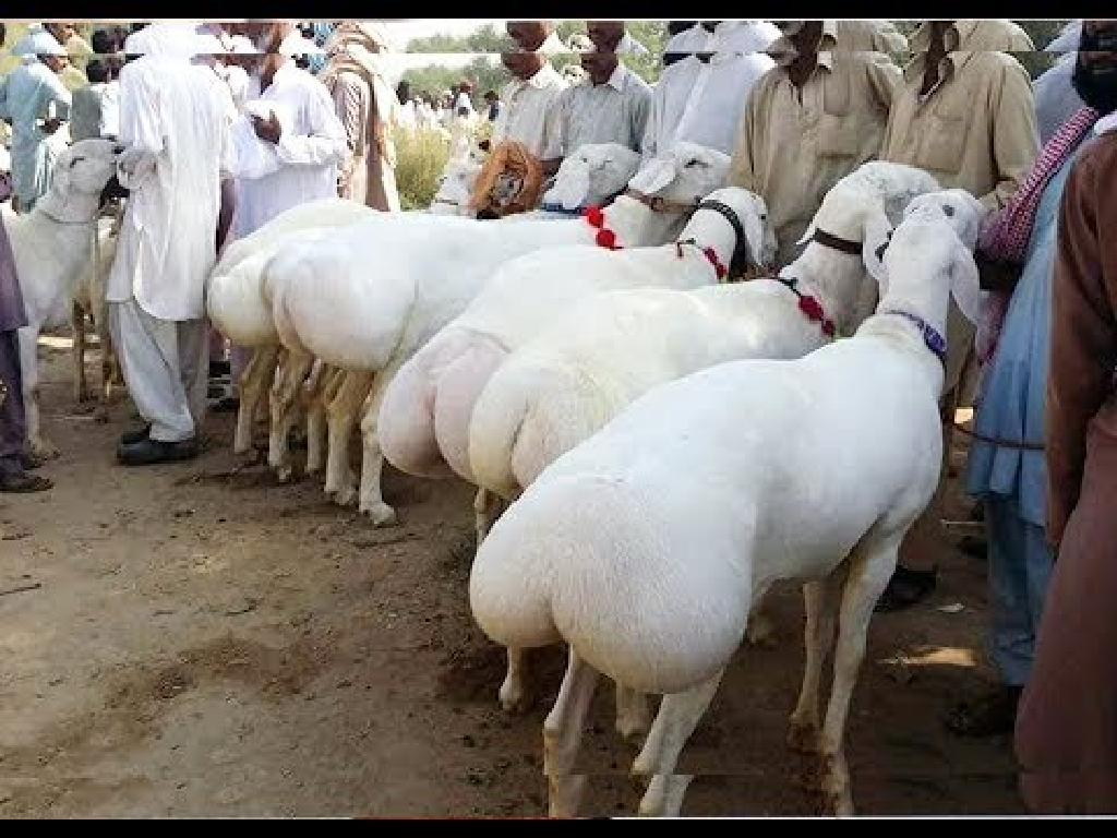 Dumba Variety of Goat